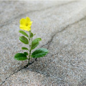 A yellow flower grows in the crack of a sidewalk, drawing attention to the flaw the way COVID-19 has drawn attention to flaws in the nursing home system.